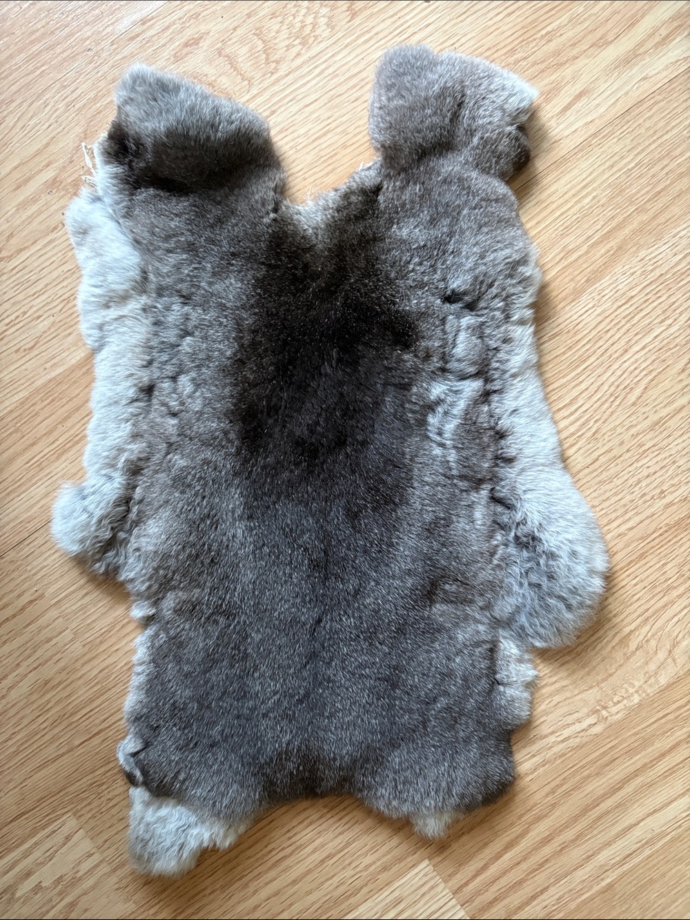 B0224 Rex rabbit hide chinchilla color
